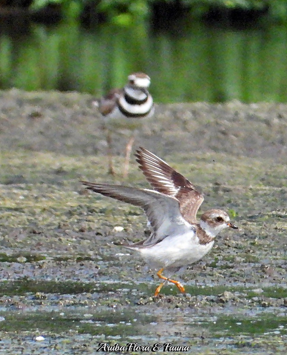 Semipalmated Plover - ML242697461