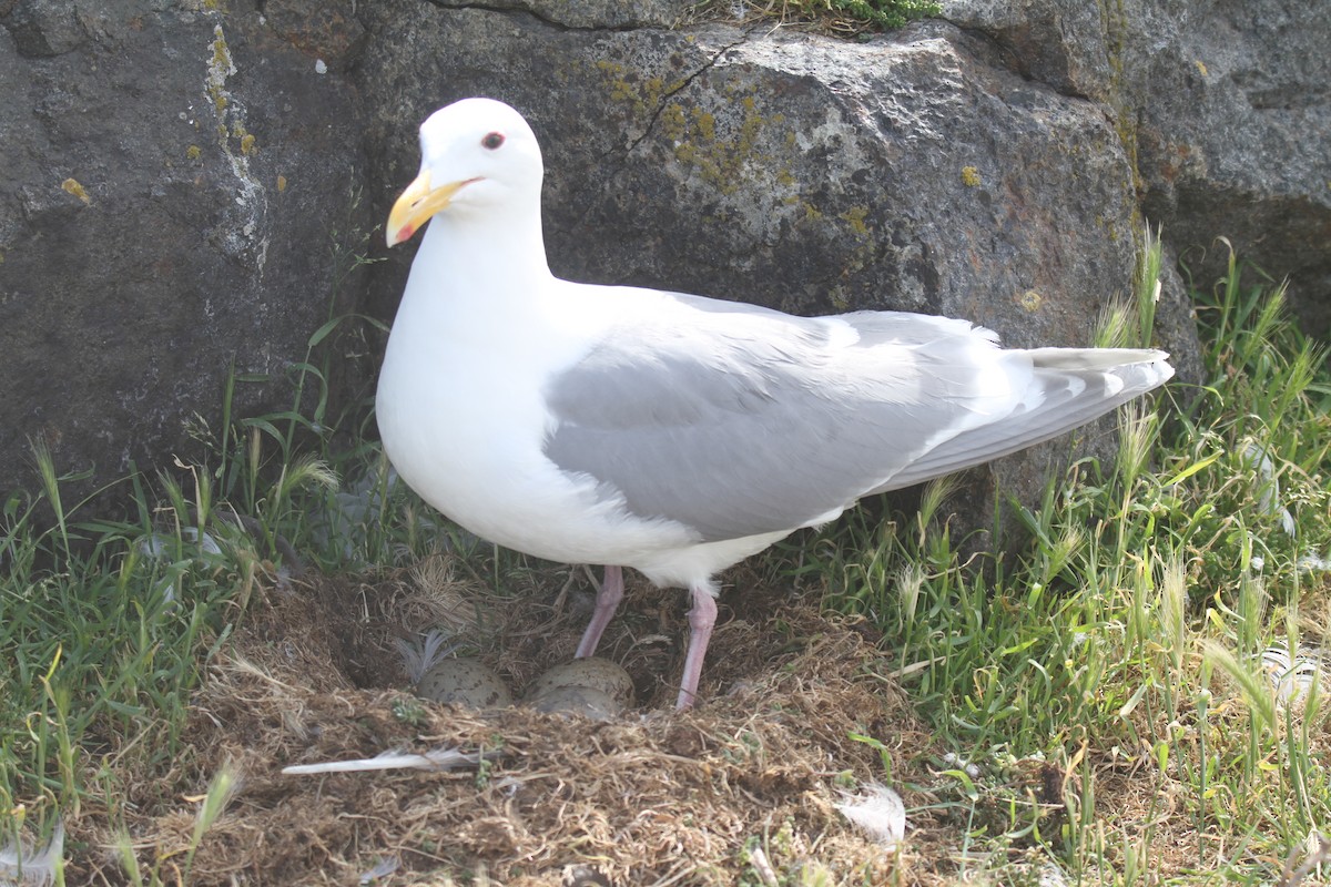 Glaucous-winged Gull - Daniel Donnecke