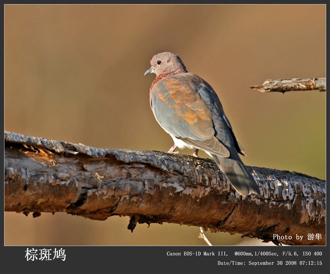 Laughing Dove - ML242701741