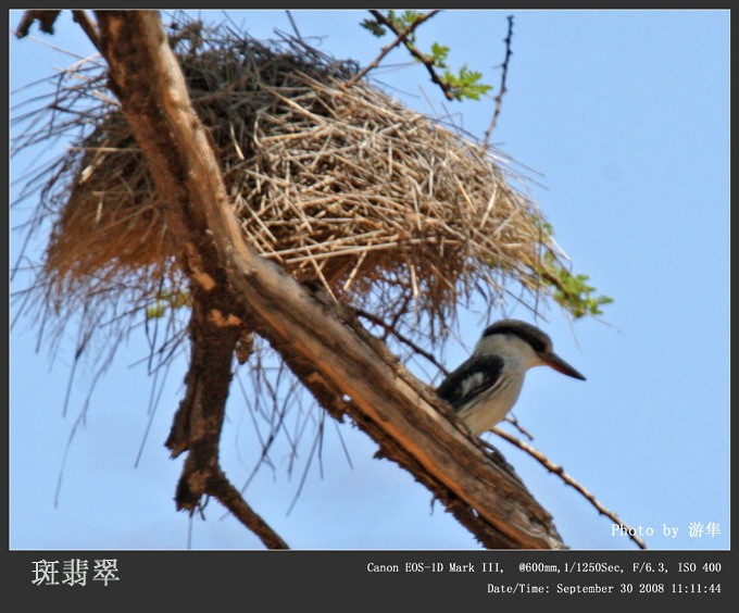 Striped Kingfisher - Qiang Zeng