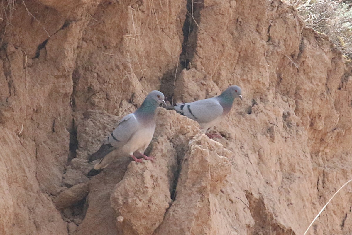 Pigeon des rochers - ML242706811
