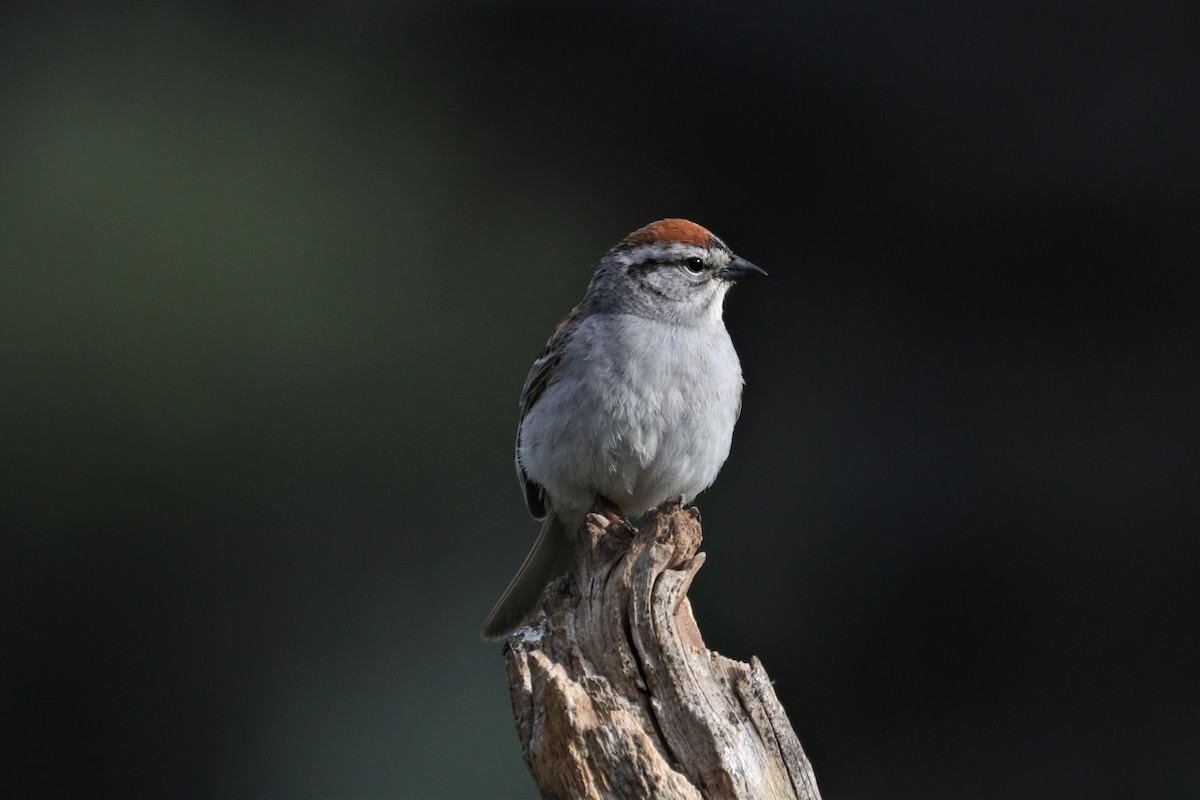 Chipping Sparrow - ML242709481