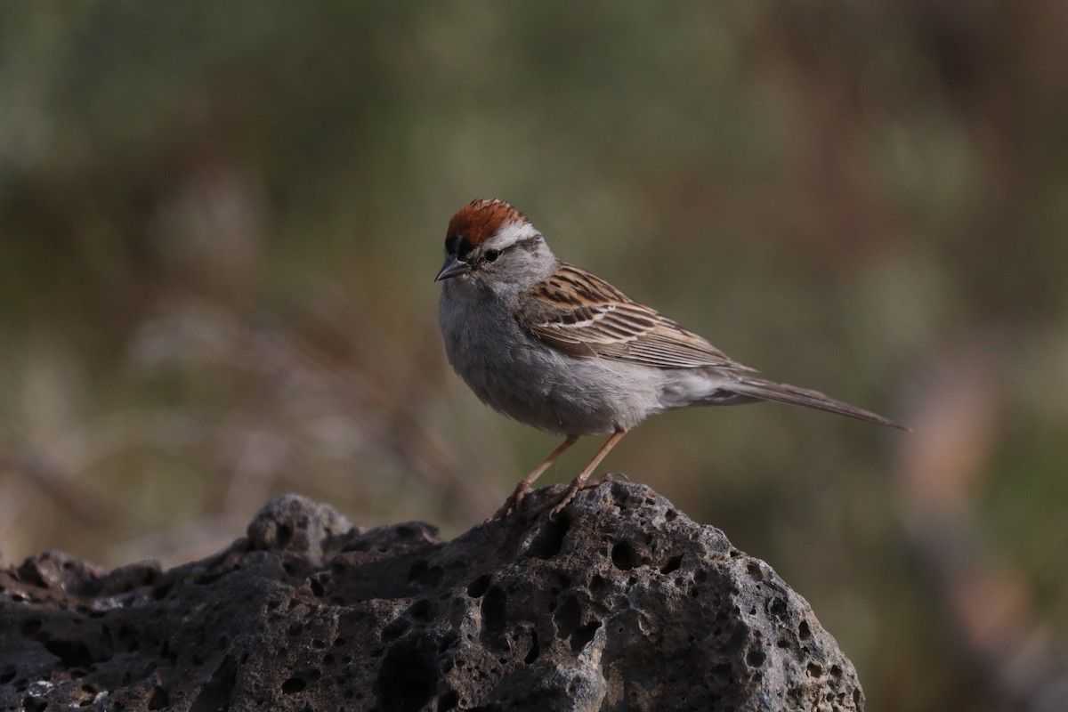 Chipping Sparrow - ML242709491