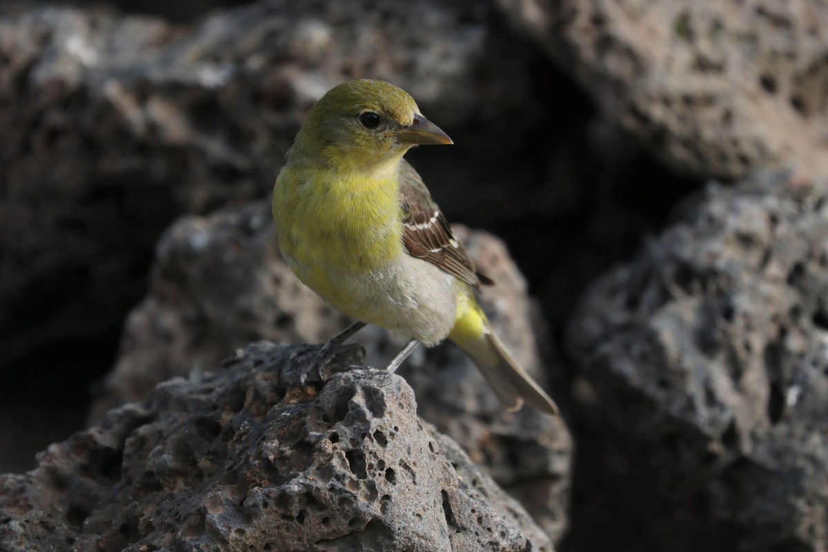 Western Tanager - ML242709671
