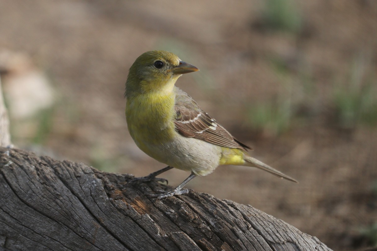Western Tanager - ML242709711