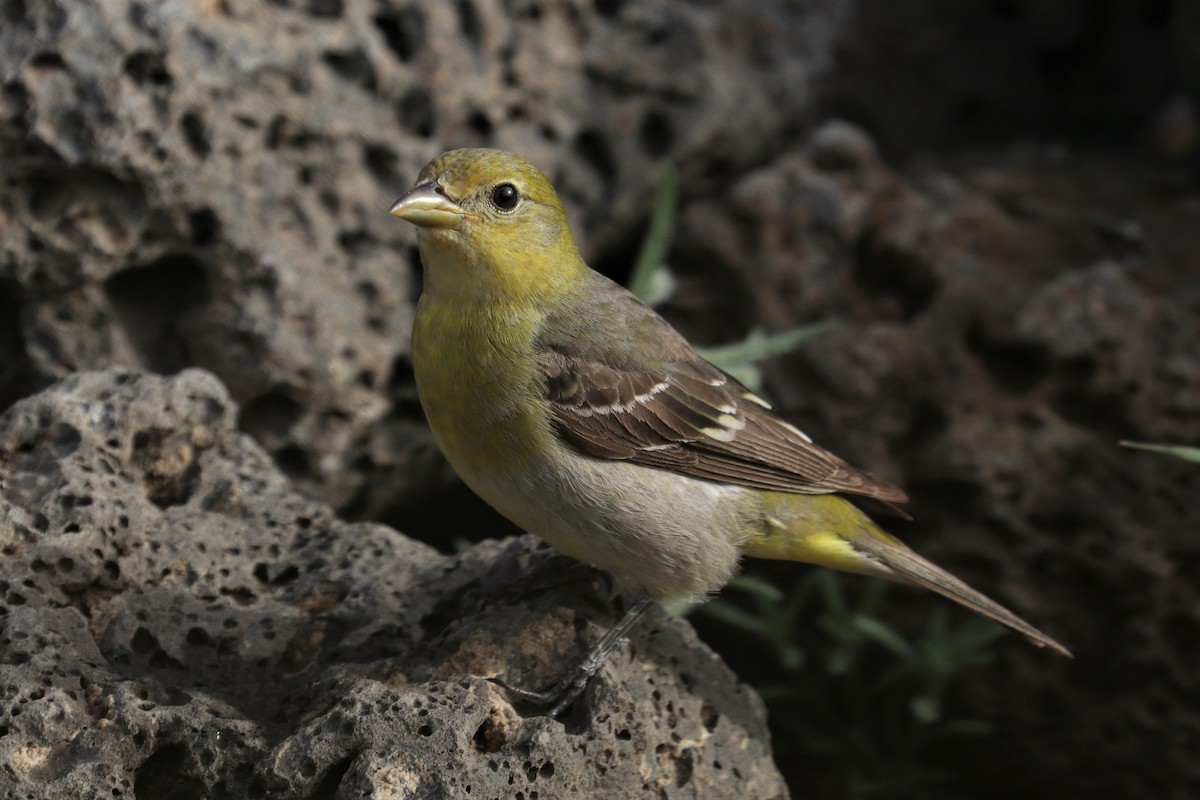 Western Tanager - ML242709741