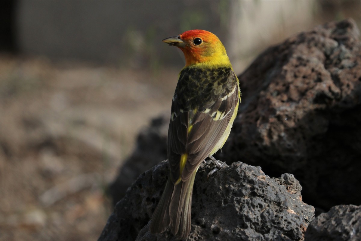 Western Tanager - ML242709771