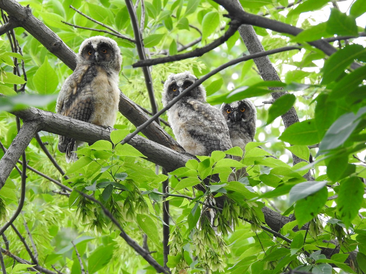 Long-eared Owl - Xeniya Volya