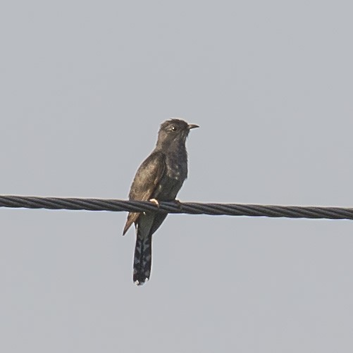 Common Hawk-Cuckoo - ML242717881