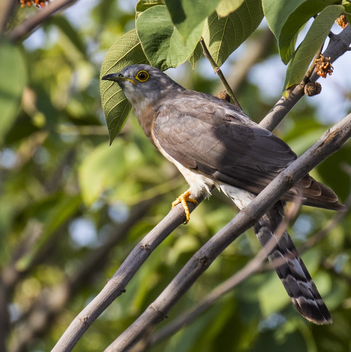 Common Hawk-Cuckoo - Celesta von Chamier