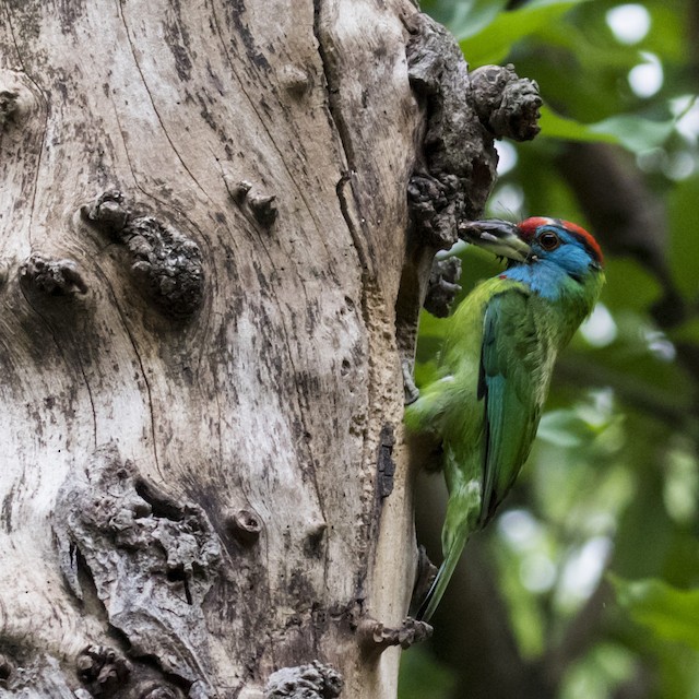 Adult with food for nestlings. - Blue-throated Barbet - 