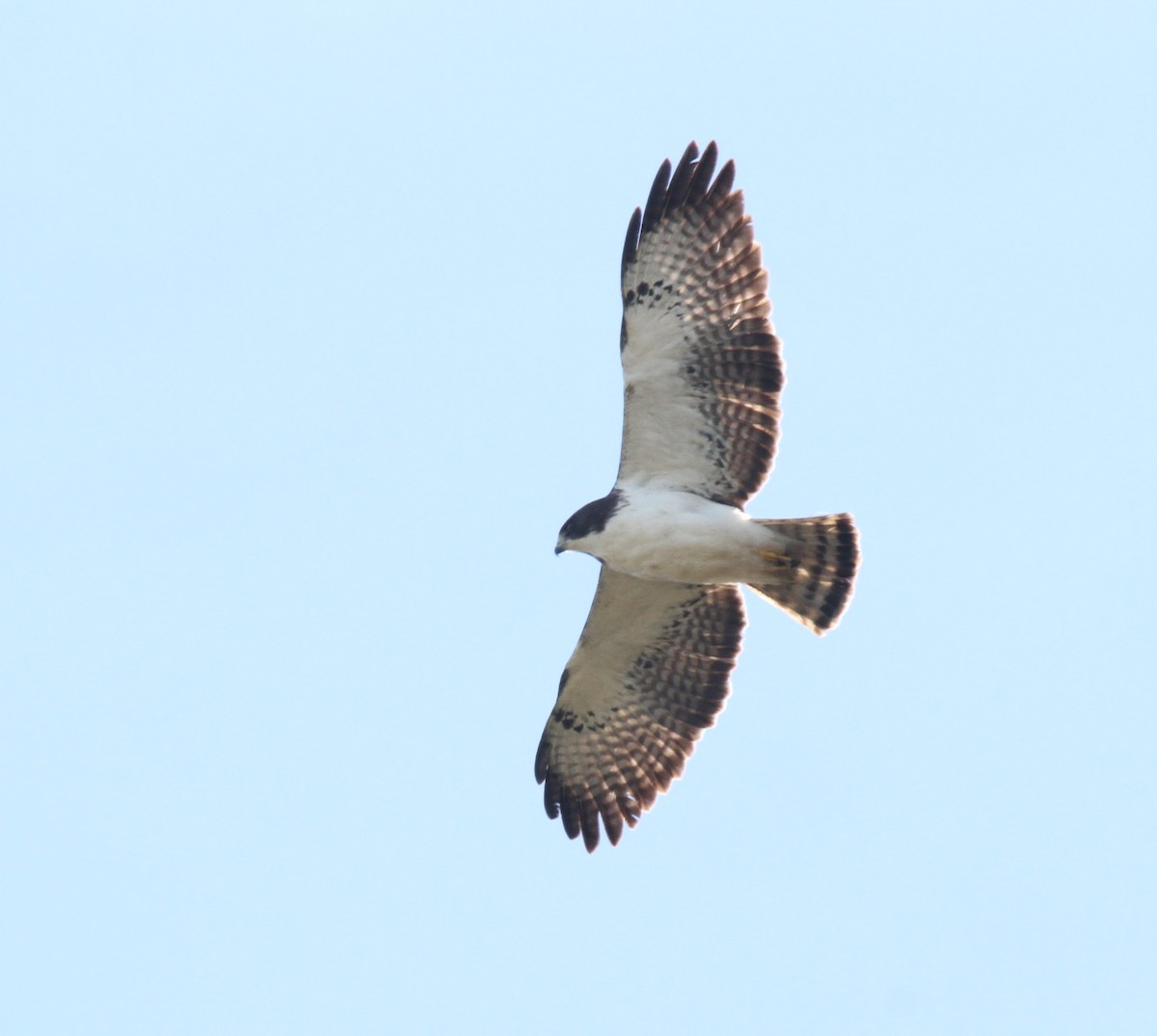Short-tailed Hawk - ML24272091