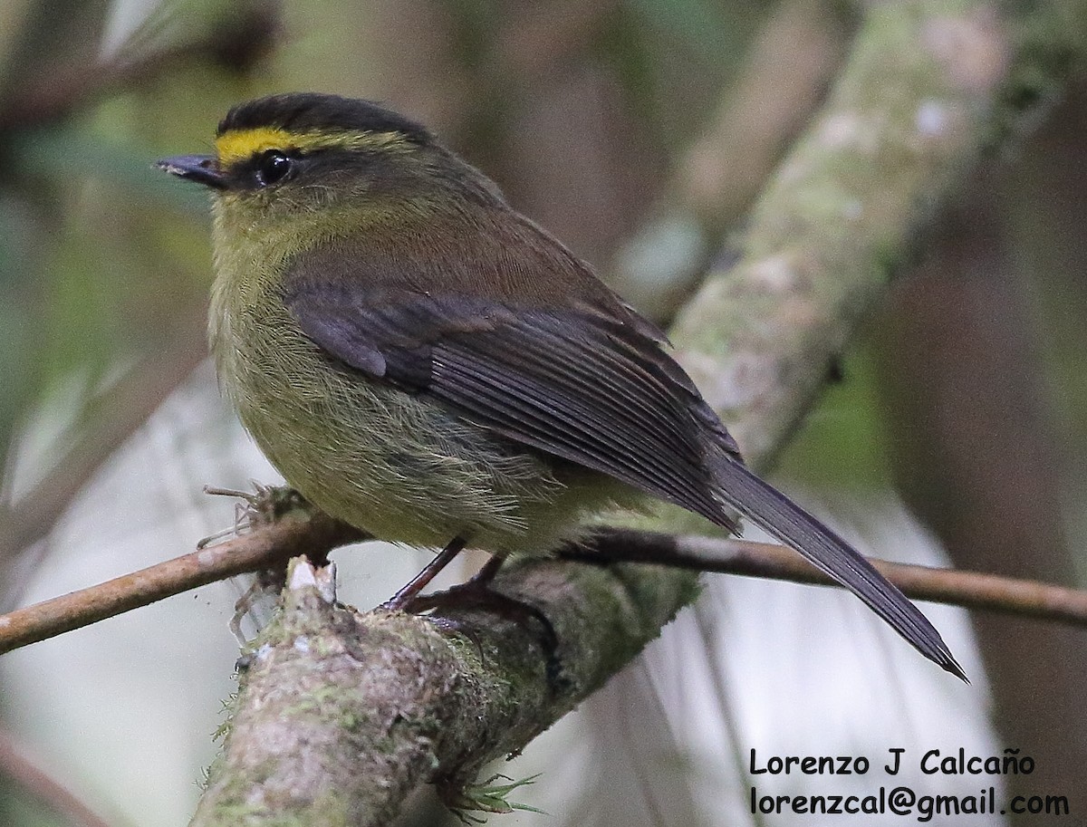 Yellow-bellied Chat-Tyrant - ML242723491