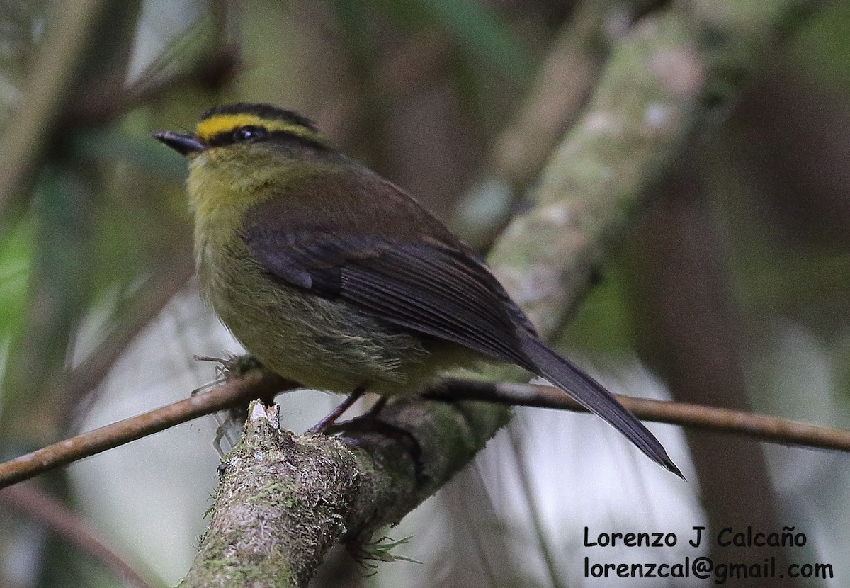 Yellow-bellied Chat-Tyrant - ML242723511