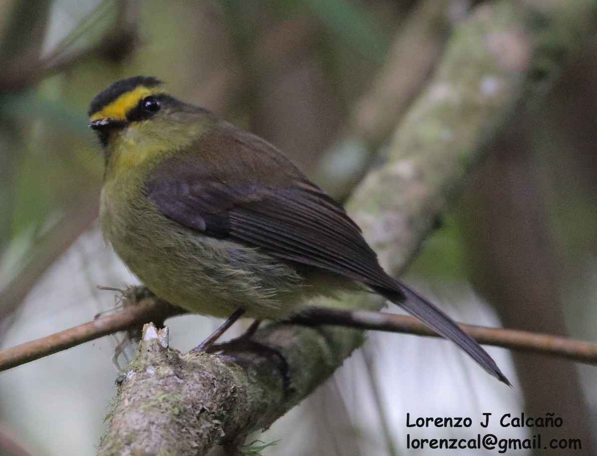 Yellow-bellied Chat-Tyrant - ML242723521