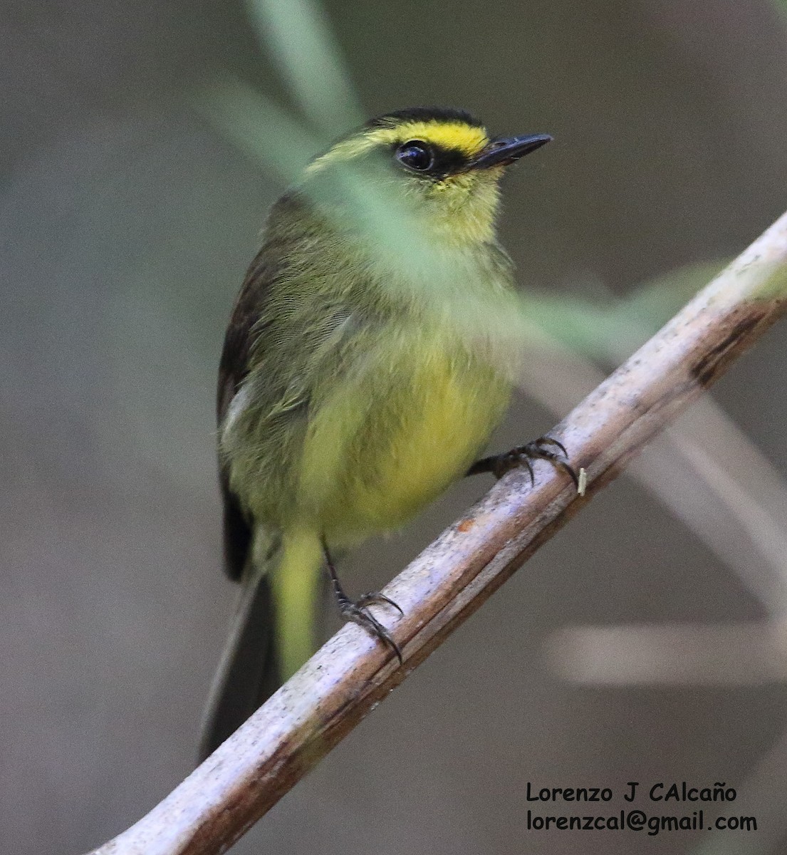Yellow-bellied Chat-Tyrant - ML242723531