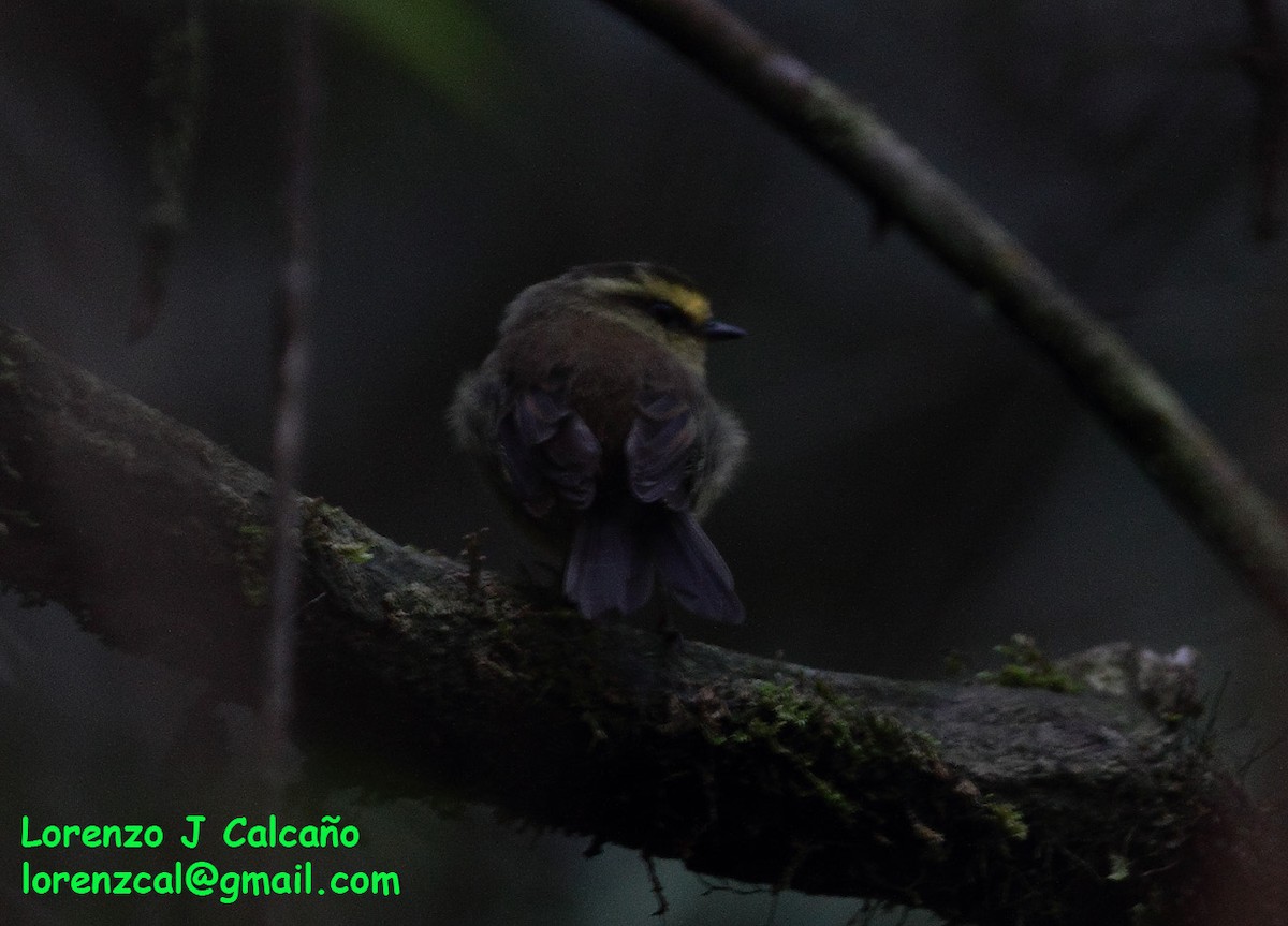 Yellow-bellied Chat-Tyrant - ML242723621