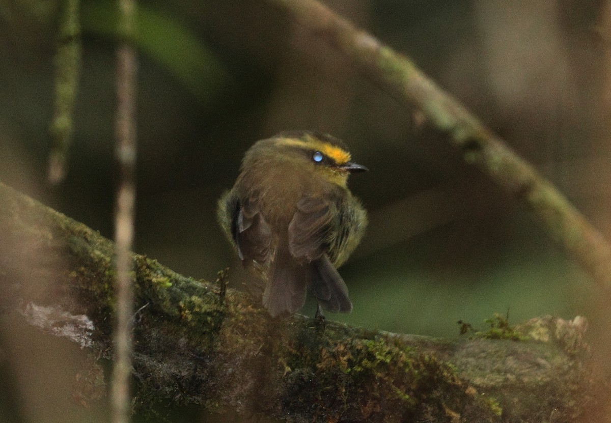 Yellow-bellied Chat-Tyrant - ML242723651