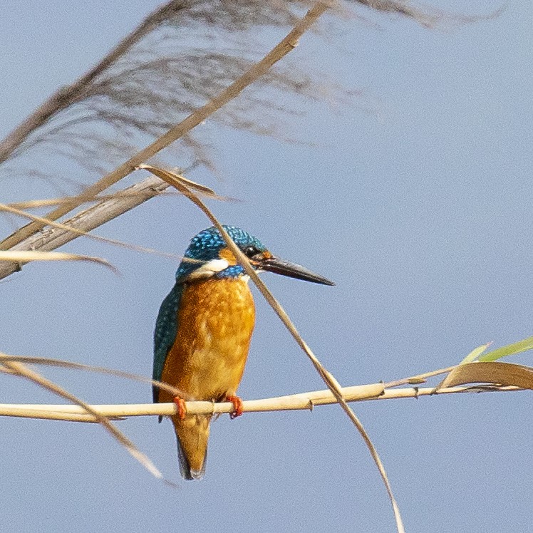 Common Kingfisher - Celesta von Chamier