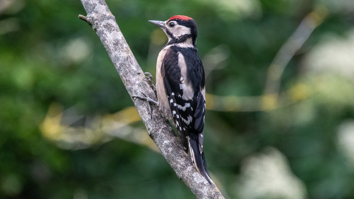 Great Spotted Woodpecker - Darren Taylor