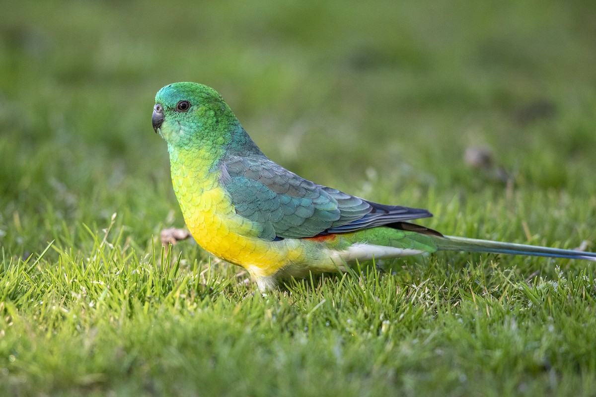 Red-rumped Parrot - Brian  Aherne