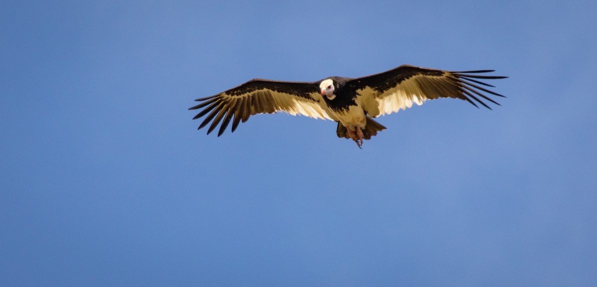White-headed Vulture - Tanya Hattingh