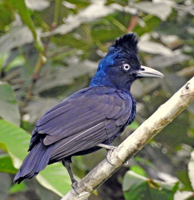 Amazonian Umbrellabird - Otto Valerio   Amazonas Birding
