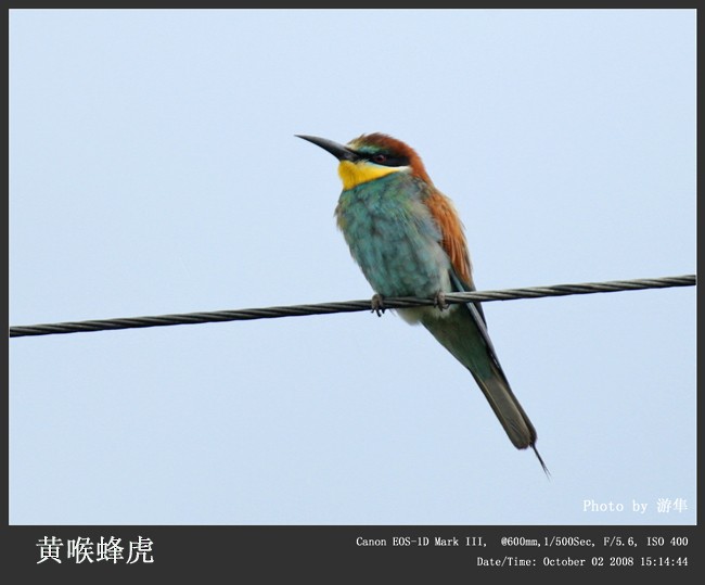 European Bee-eater - Qiang Zeng