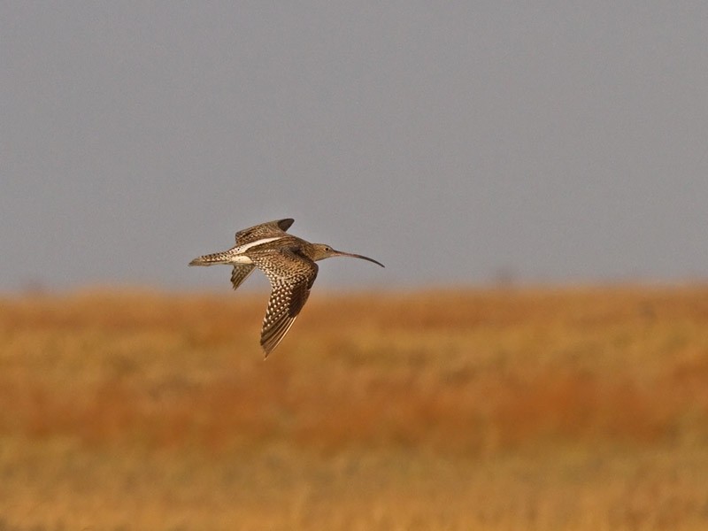 Eurasian Curlew - Niall D Perrins
