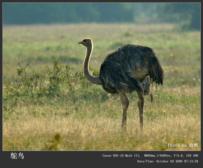 Common Ostrich - Qiang Zeng