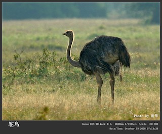 Common Ostrich, ML242728871