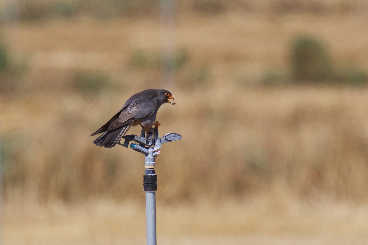 Red-footed Falcon - Marc Gálvez