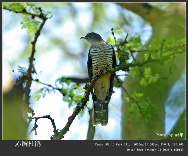 Red-chested Cuckoo - Qiang Zeng