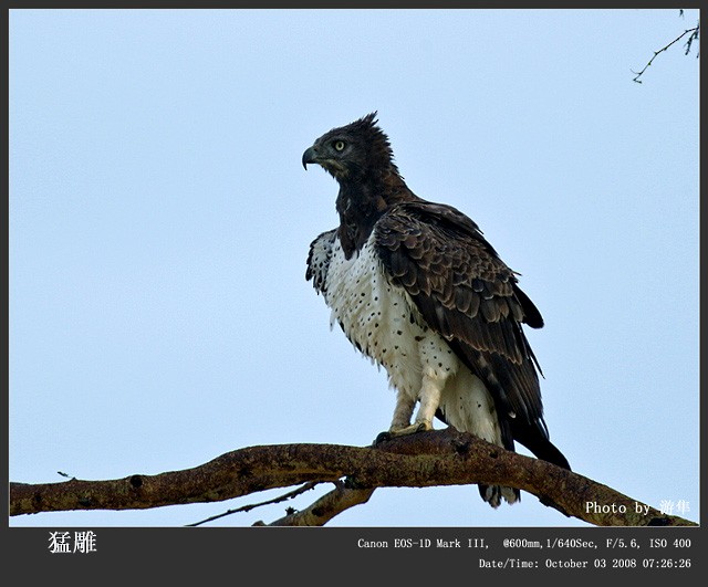 Martial Eagle - Qiang Zeng