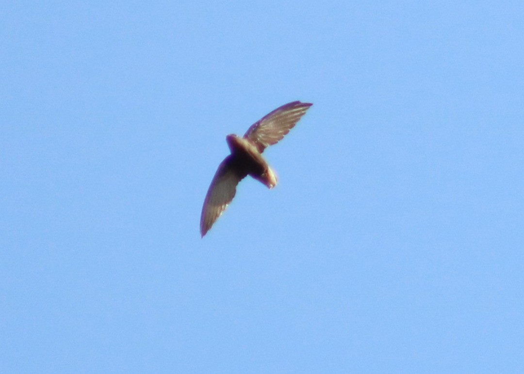 Short-tailed Swift - Wanieulli Pascoal Lopes Nascimento