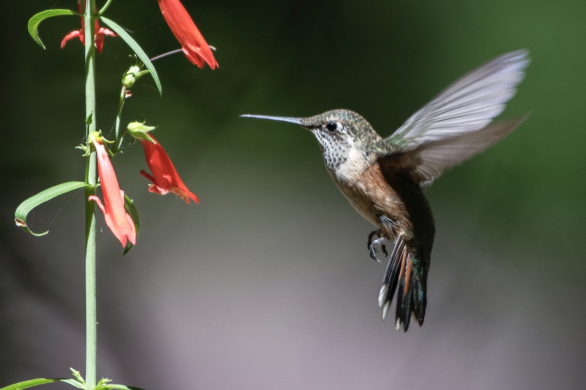 Broad-tailed Hummingbird - ML242732951