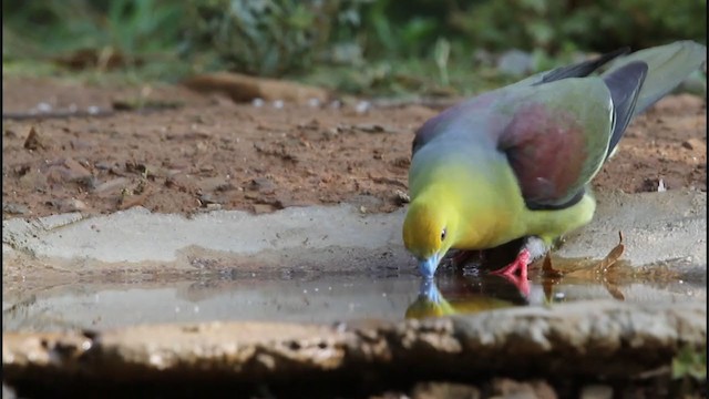Wedge-tailed Green-Pigeon - ML242733211