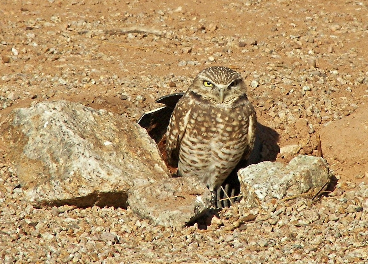 Burrowing Owl - Cara Barnhill