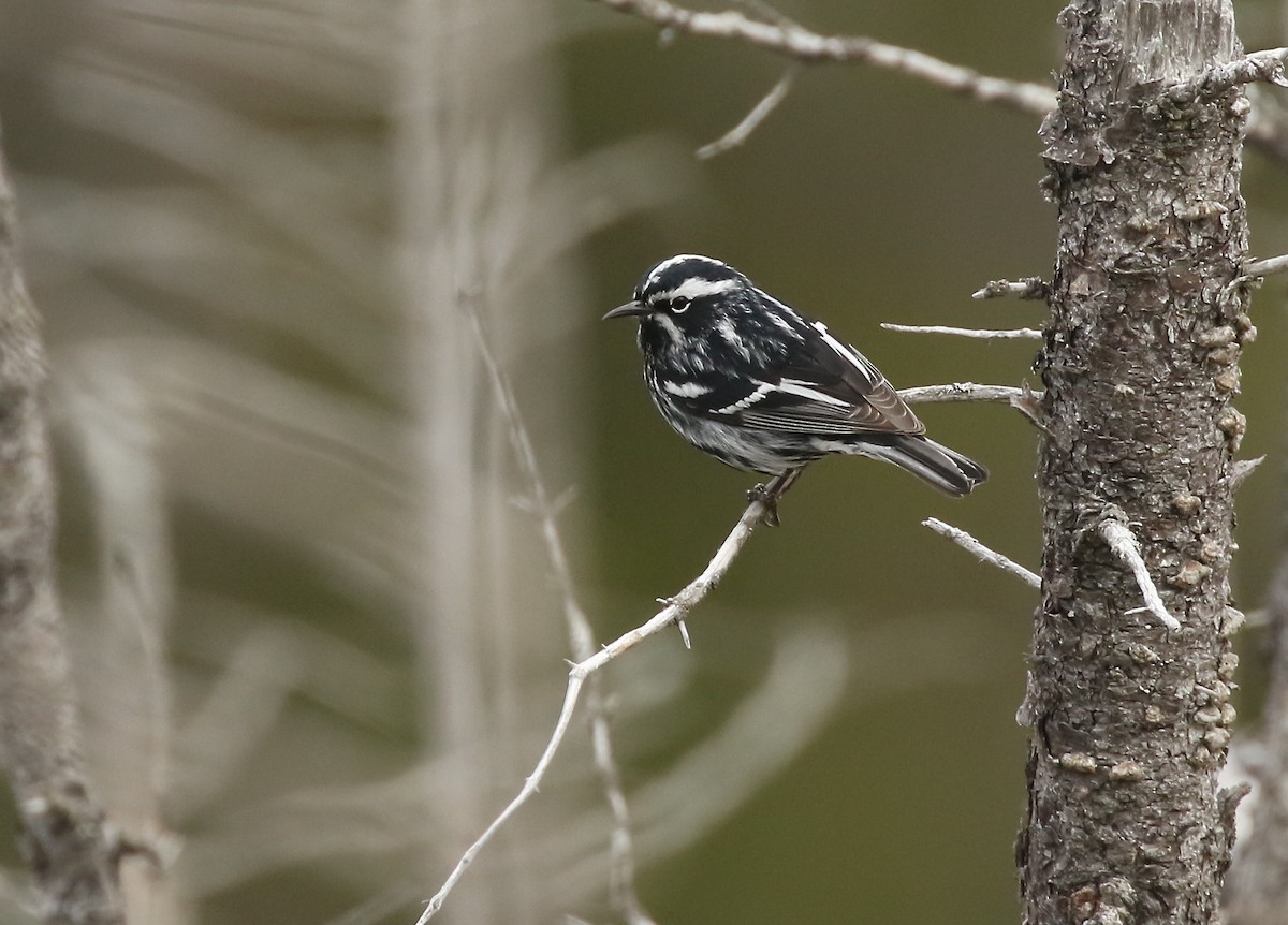 Black-and-white Warbler - ML242739231