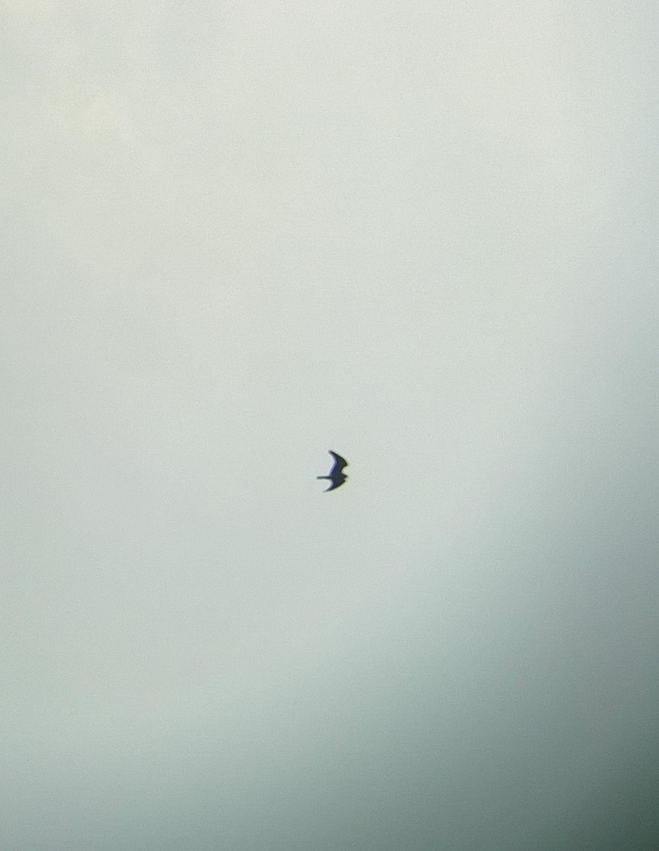 Black-winged Kite - ML24274711