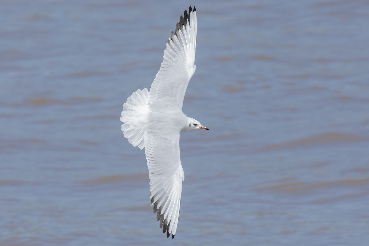 Mouette rieuse - ML242747471