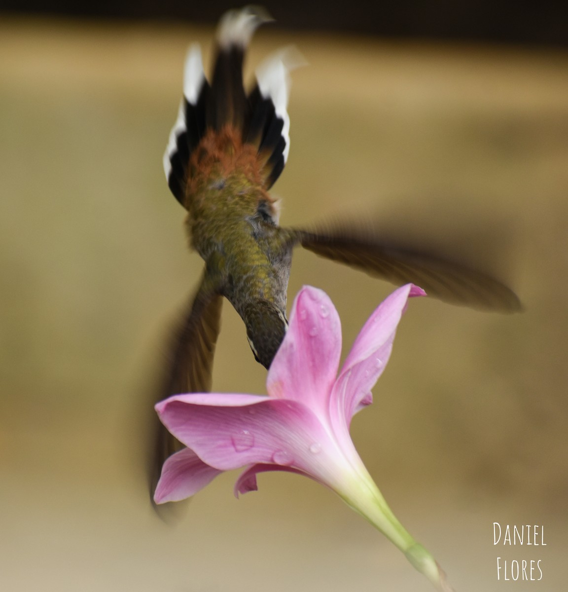 Sooty-capped Hermit - ML242748551