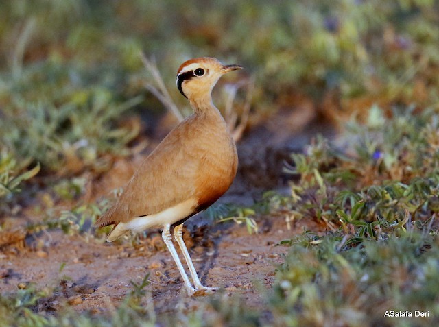 Temminck's Courser (<em class="SciName notranslate">Cursorius temminckii</em>). - Temminck's Courser - 