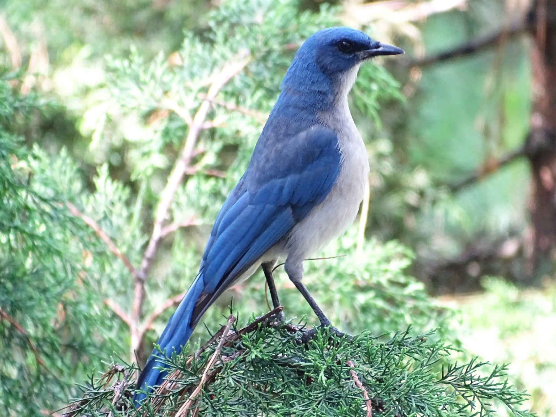Transvolcanic Jay - eBird