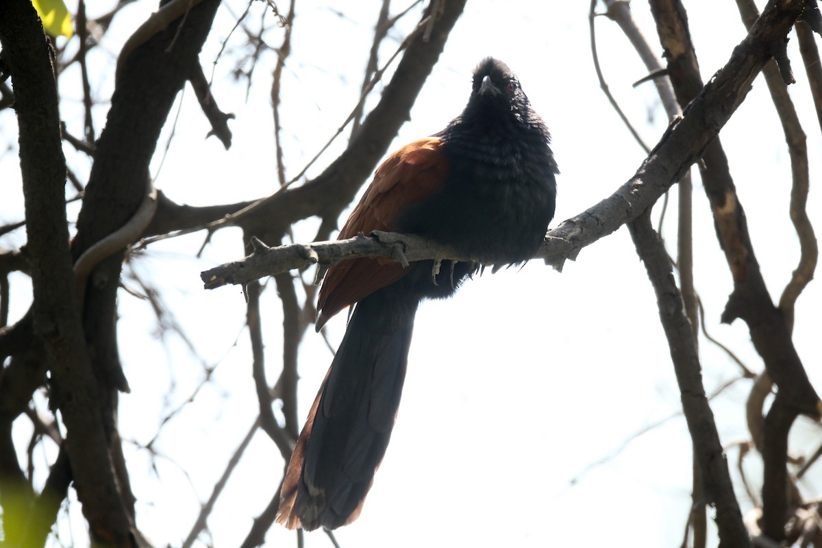 Greater Coucal - ML24275631