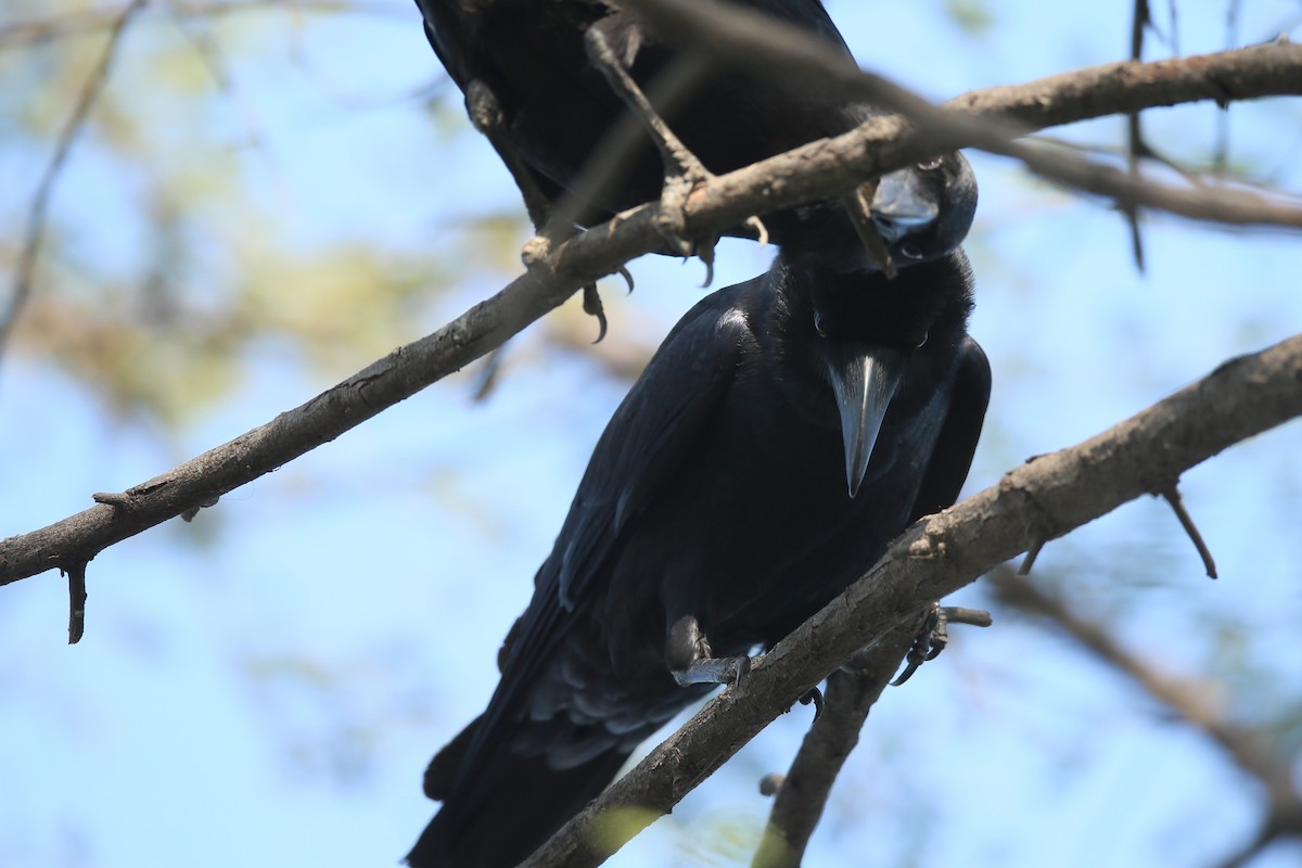 Large-billed Crow (Indian Jungle) - Ting-Wei (廷維) HUNG (洪)