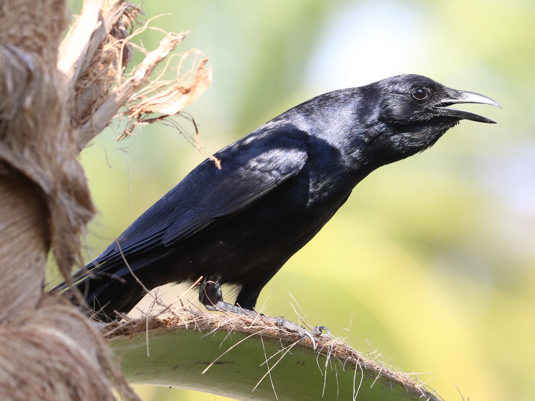 Sinaloa Crow eBird