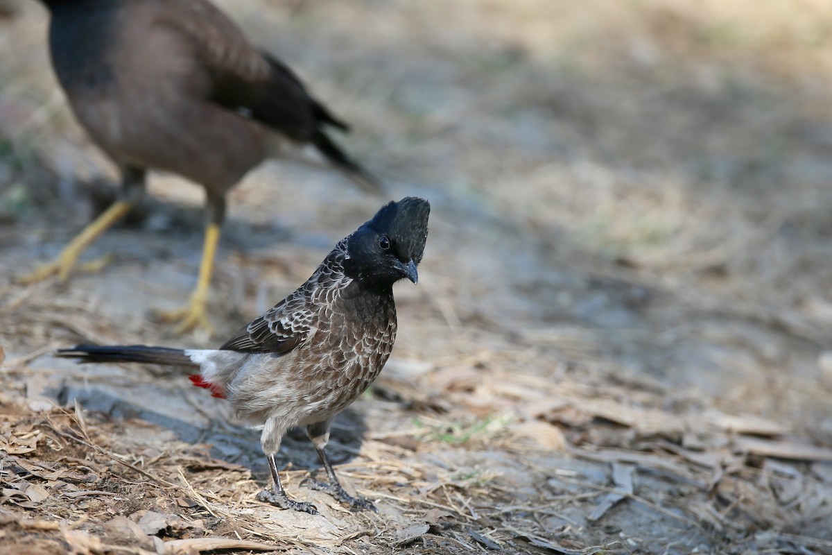 Red-vented Bulbul - ML24275741