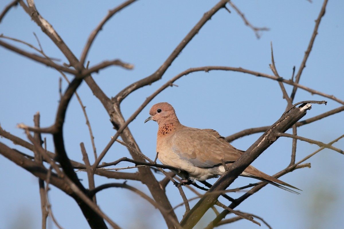 Laughing Dove - ML24275791