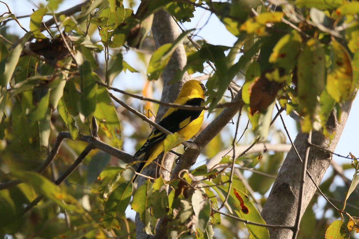 Indian Golden Oriole - Ting-Wei (廷維) HUNG (洪)